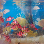Venta de peces